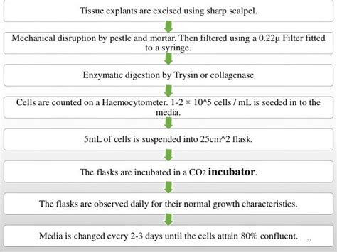 Animal cell culture techniques