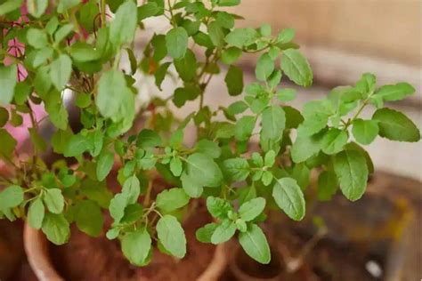 Tulsi Leaves: सेहत के लिए चमत्कार है तुलसी का पत्ता, कैंसर से लेकर ...