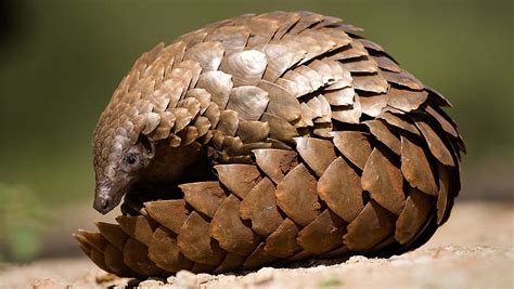 Poaching driving three pangolin species 'toward extinction' - CGTN