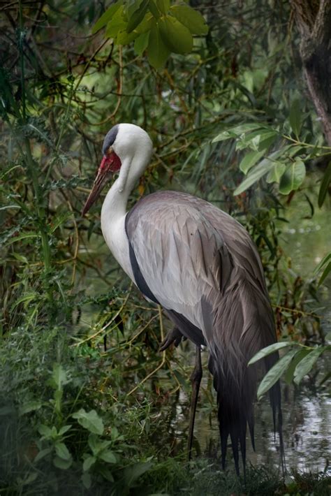 “Wattled Crane” – Frodsham and District Photographic Society