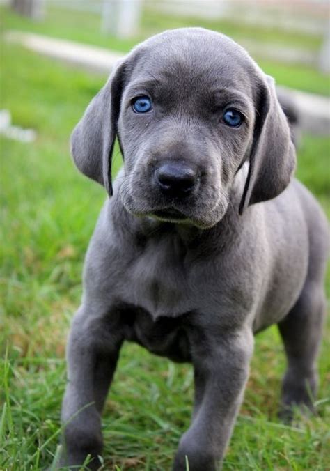 Weimaraner Puppies For Sale | San Diego, CA #158825