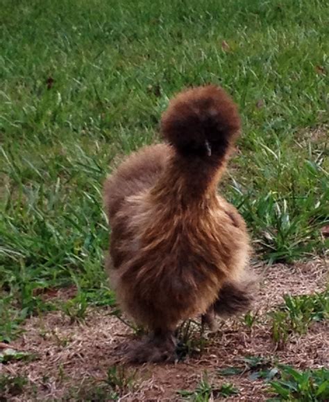 Chocolate Silkie Chicken....I really want one of these!!!! Fancy Chickens, Keeping Chickens ...