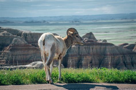 ULTIMATE GUIDE TO BADLANDS NATIONAL PARK - Smilkos Lens