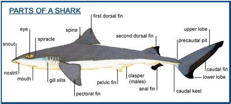 Shark Anatomy