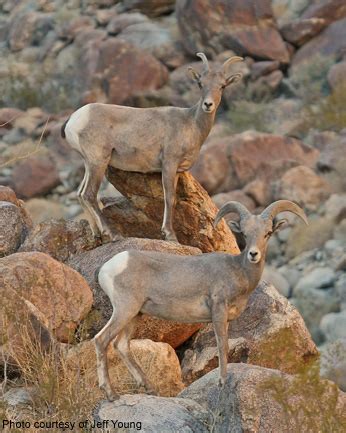 Peninsular Desert Bighorn Sheep Conservation