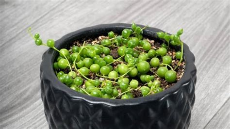 Guide To String Of Pearls Plant Propagation - Succulents Help