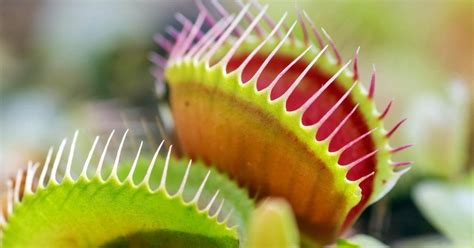 5 Things You Didn’t Know About Venus Flytraps | College of Natural Resources News