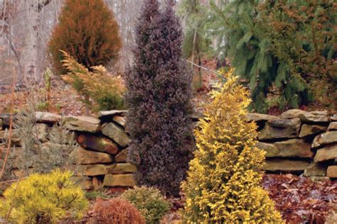 Add Color to Your Evergreen Landscaping - Tennessee Home and Farm