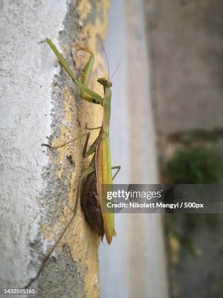 695 Praying Mantis Camouflage Stock Photos, High-Res Pictures, and ...