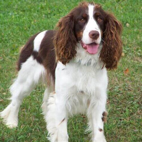 English Springer Spaniel