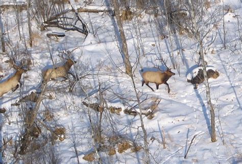 Minnesota Elk Habitat Gets Upgrade | Rocky Mountain Elk Foundation