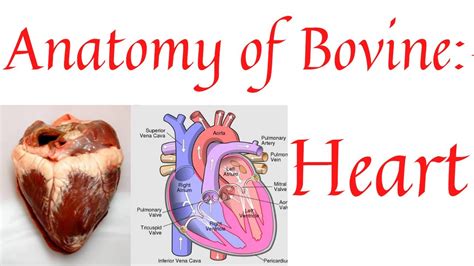 Bovine heart | Anatomy of heart | structures of heart | heart anatomy ...