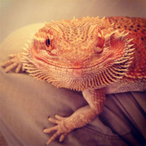 Pin on BEARDED DRAGON | Bearded dragon, Lizard, Animals