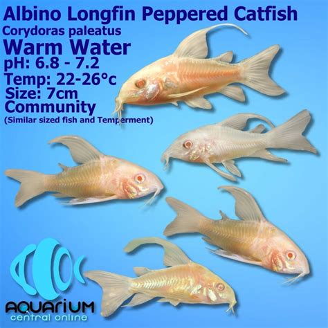 Catfish Cory - Longfin Albino Peppered Cory ( Corydoras Paleatus ) 3cm - Aquarium Central