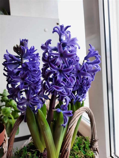 11 Proven Hyacinth Benefits You Can Get Easily - Plants Craze