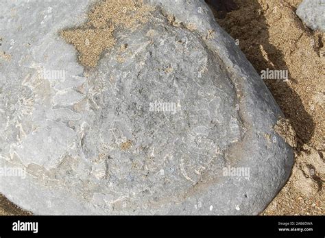 Fossils, Lyme Regis 301013 Stock Photo - Alamy