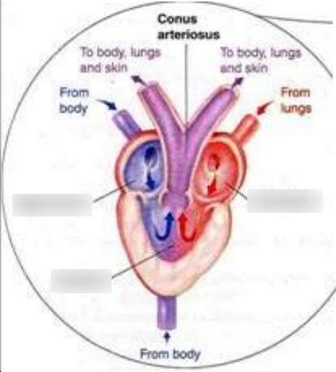 Frog Circulatory System Diagram | Quizlet