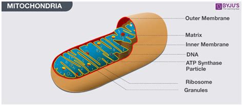 😂 A cell organelle composed of rna and protein. Which of the following ...