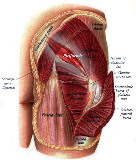 Piriformis from the Runner's Angle | RunnerClick