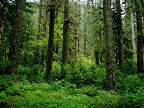 Rantai Makanan di Hutan - Komponen, Contoh & Penjelasan