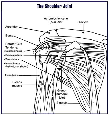 Acromion Process - Anatomy, Fracture, Morphology, Injury and Surgery