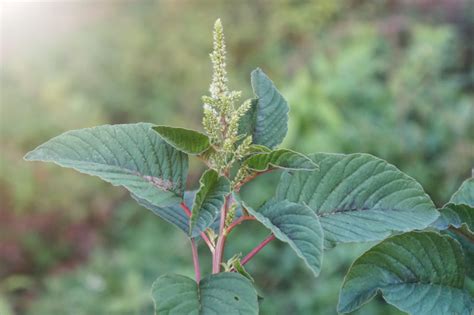 Amaranthus viridis (Slender Amaranth)