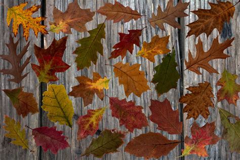 Free Images : wood, leaf, flower, glass, pond, color, season, material, maple, painting ...