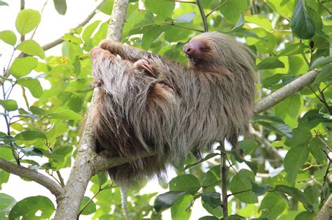 New Study Gives More Insight Into The Sloth Family Tree