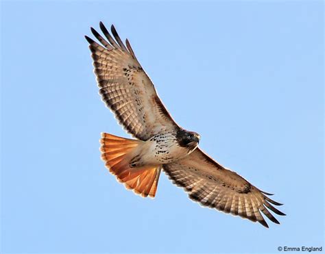 Red-Tailed Hawk in flight: Emma England Nature Photography