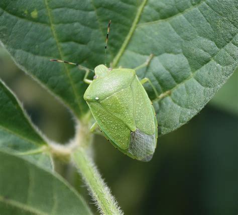 Stink Bugs in Soybean - UT Crops News