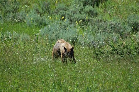 Overnight Yellowstone Tour From Big Sky - Yellowstone Tours