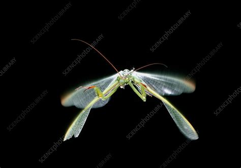 Male praying mantis in flight - Stock Image - Z275/0031 - Science Photo ...