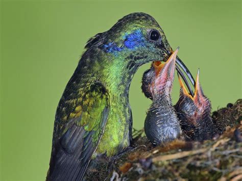 Baby Hummingbirds: All You Need to Know (with Pictures) | Birdfact