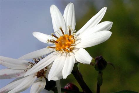 new zealand native flowers - Google Search | Flowers, Plants, New zealand