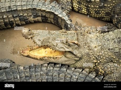 Siamese crocodile (Crocodylus siamensis) on a farm near My Tho, Vietnam. This is an endangered ...