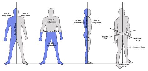 Sagittal Plane Movements