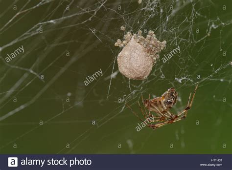 Baby spiders hi-res stock photography and images - Alamy