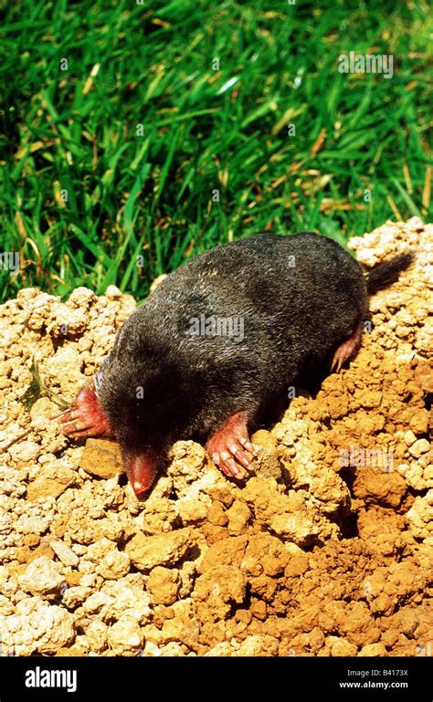 Talpidae High Resolution Stock Photography and Images - Alamy