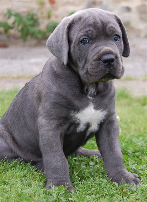 Cane Corso Italian Mastiff Size - Bleumoonproductions