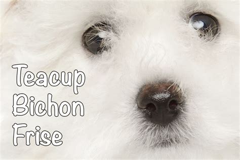 Teacup Bichon Frise: All You Need to Know - Bichon World