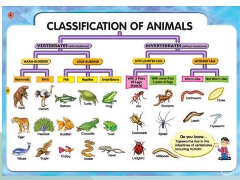 Classification of living organism. IGCSE O level biology