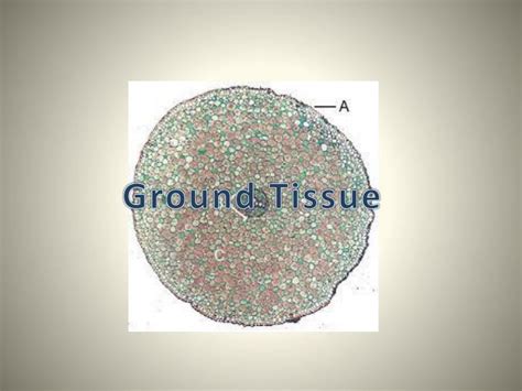 PPT - Ground Tissue PowerPoint Presentation, free download - ID:1867499