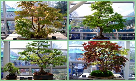 Mille Fiori Favoriti: Bonsai at the Brooklyn Botanic Garden