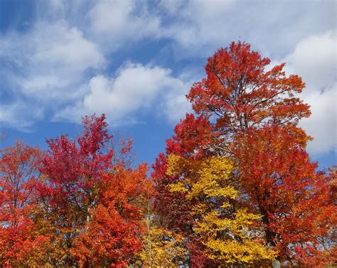 Trees colored, Tennessee overlook - a photo on Flickriver