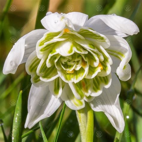 galanthus nivalis flore pleno - Agencement de jardin aux meilleurs prix