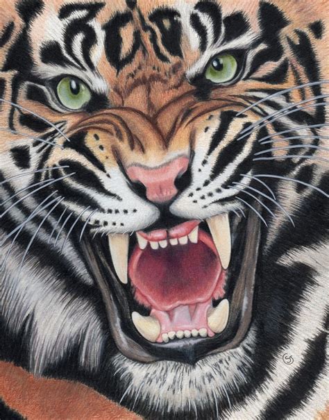 Tiger Angry Snarling Sumatran Painting ORIGINAL ART 8-5/8 x 10-7/8 ...