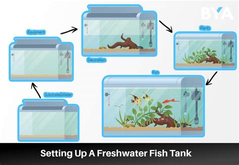 A Beginner’s Guide To Setting Up A Freshwater Fish Tank