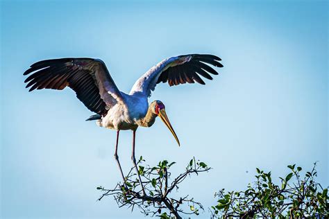 Birds of Africa - Yellow-billed Stork Photograph by Jon Berghoff - Fine Art America