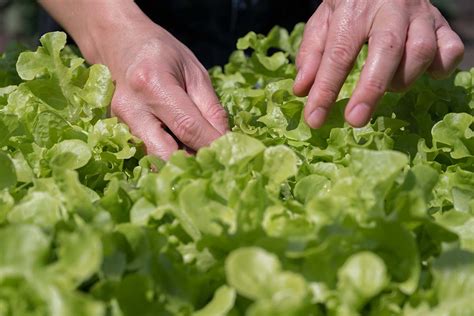 How and When to Harvest Leaf Lettuce | Gardener’s Path