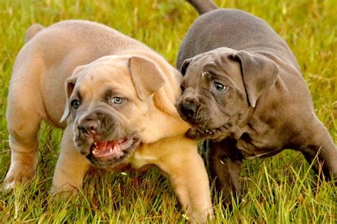 Outlaw Kennel - Cane Corso Breeders - ”True” Traditional Cane Corso.